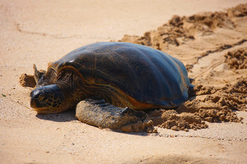 Endangered Hawaiian Green Sea Turtle
