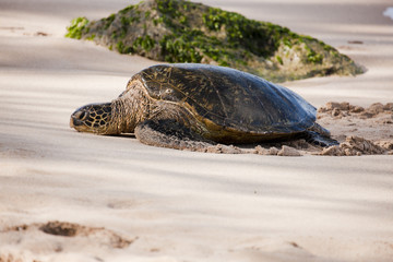 Endangered Hawaiian Green Sea Turtle