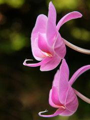 Orchidee. Orchidaceae.