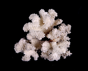 Coral isolated on black background © Dmitry