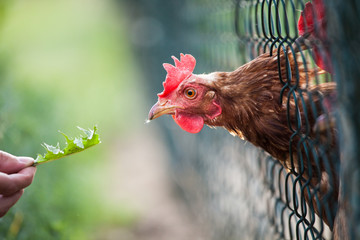 hen in a farmyard (Gallus gallus domesticus)