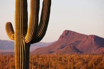 Stickers pour porte Parc naturel Cactus