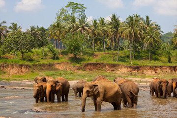 Fototapeta na wymiar Słonie na Sri Lance