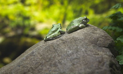 Bufo viridis