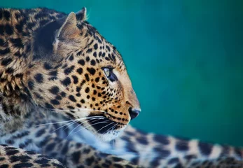 Foto auf Acrylglas Leopard © Galyna Andrushko
