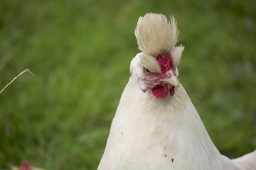 Poule