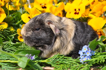 cochon d'Inde, cobaye, bébé Texel poils longs