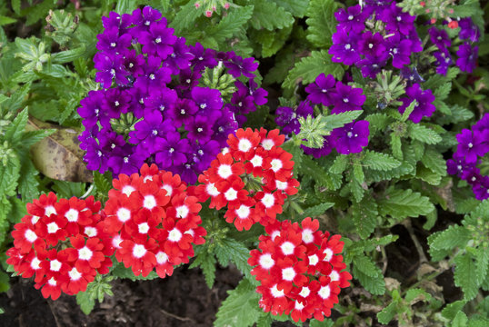 Beautiful red and purple Verbena flowers in a garden