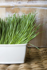 pot of wheatgrass