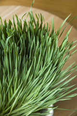 group of wheatgrass