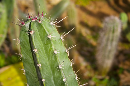 Conceptual image of a spiny plant