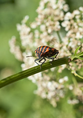 Streifenwanze