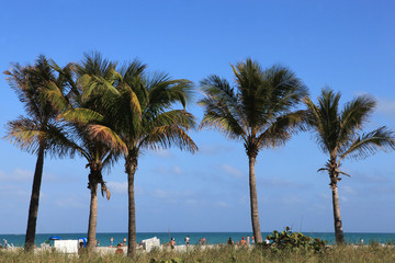 Fototapeta na wymiar Palmy na plaży