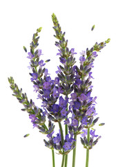 Obraz premium fresh lavender plant flowers over white