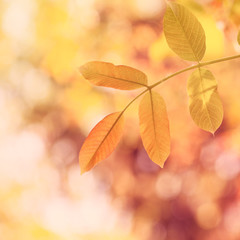Spring leaves in the sunshine