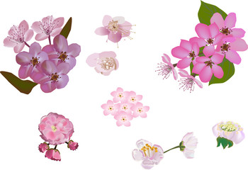 set of pink spring flowers isolated on white