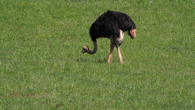 avestruz 2
