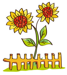Beautiful sunflowers grow over the fence
