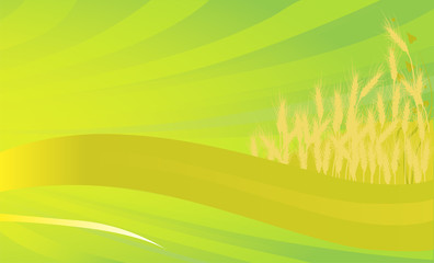 Fototapeta na wymiar golden wheat on green background