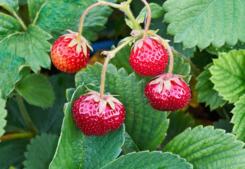 Bush of Juicy Strawberry