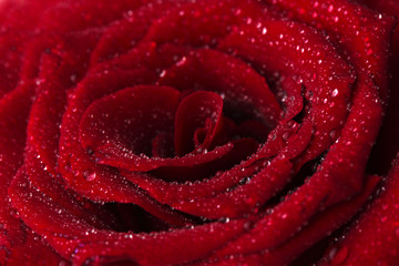 red rose close-up