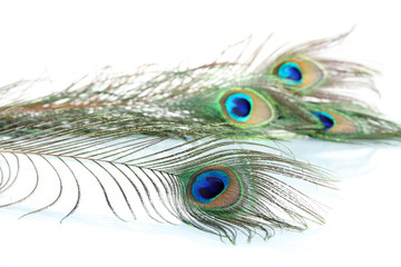 Obraz premium Peacock feathers on white background