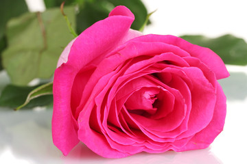 beautiful pink rose on white background close-up