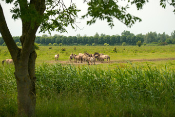 Herd of Konik horses in sunlight © Naj