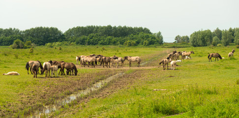 Herd of Konik horses in sunlight © Naj