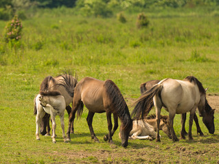 Obraz na płótnie Canvas Herd of Konik horses in sunlight