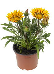 Obraz premium Seedling of exotic flower