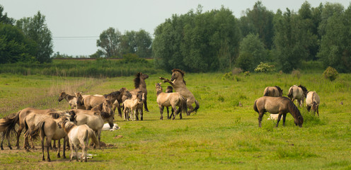 Herd of Konik horses in sunlight © Naj