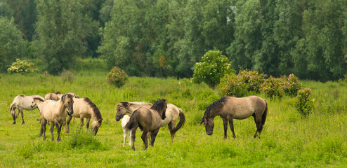 Herd of Konik horses in sunlight © Naj