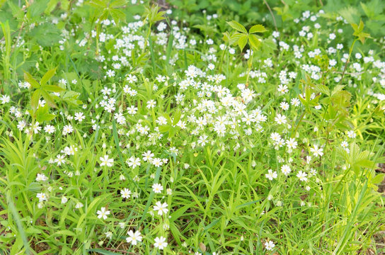 wild white flowers spring background