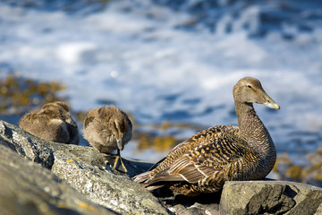 Duckling family
