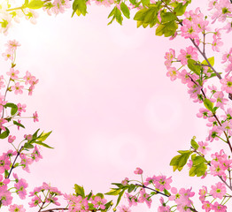 Naklejka na ściany i meble cherry-tree flowers frame on pink