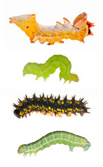 set of four caterpillars on white