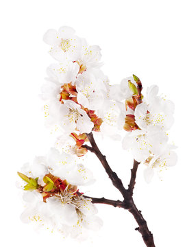 light sakura branch isolated on white