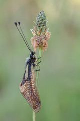 Libelloides coccajus