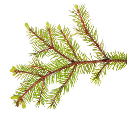 light spring fir branch on white