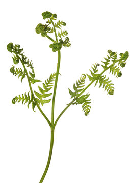 spring green young fern on white