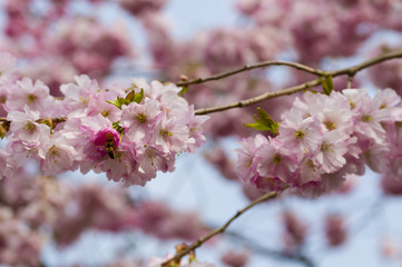 Bees on pink flower