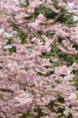 Fototapeta premium Ornamental cherry tree in Spring
