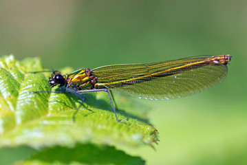Banded Demoiselle Female