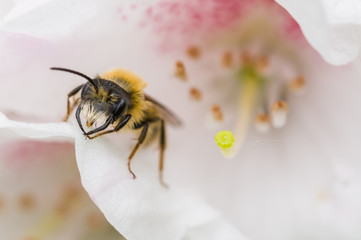 wasp on a flower