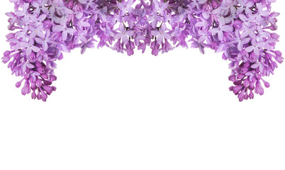 lush lilac flower half frame on white