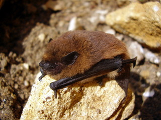 Pipistrelle Bat (Pipistrellus pipistrellus) on a stone