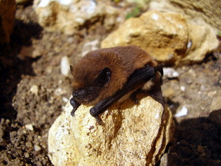 Pipistrelle Bat (Pipistrellus pipistrellus) on a stone
