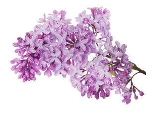 lush lilac flower isolated  branch