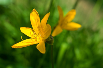 daylily (Hemerocallis) over green grass background